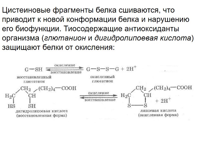 Цистеиновые фрагменты белка сшиваются, что приводит к новой конформации белка и нарушению его биофункции.